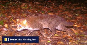 Тайланд откри отново изчезнала плоскоглава котка