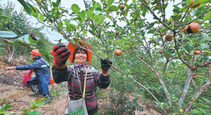 Самоувереността в производството на масло от камелия е подсилена