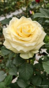 Розата „Wenxiu“ отдава почит на починалия служител на Гуанси